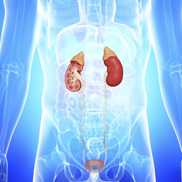 urologia - emmebivigevano